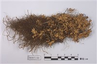 藏品(島衣屬)的圖片